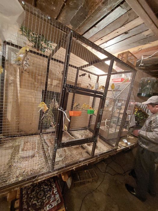 Попугай разные Разные