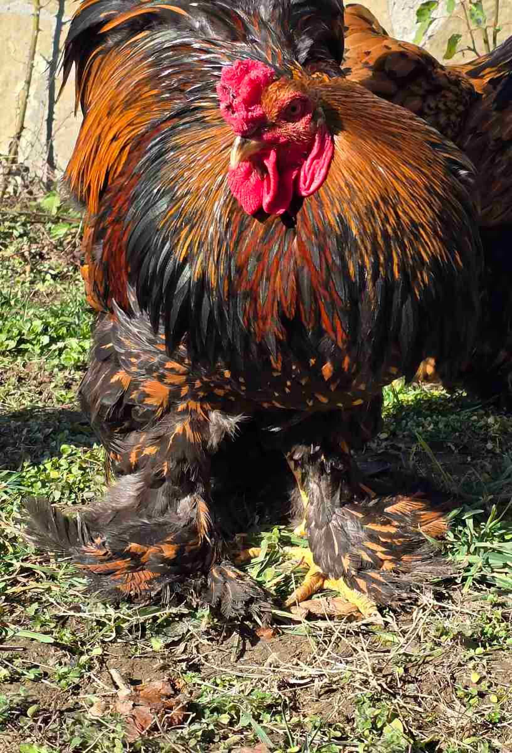 Продавам разплодни яйца от Златно кантирана Брама/Gold Laced Brahma