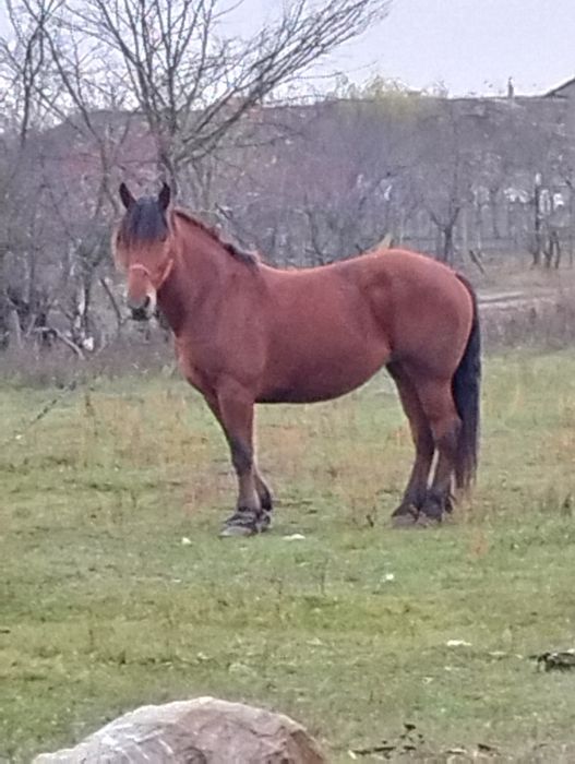 Vînd iapa de 7 ani gestanta de 8 luni