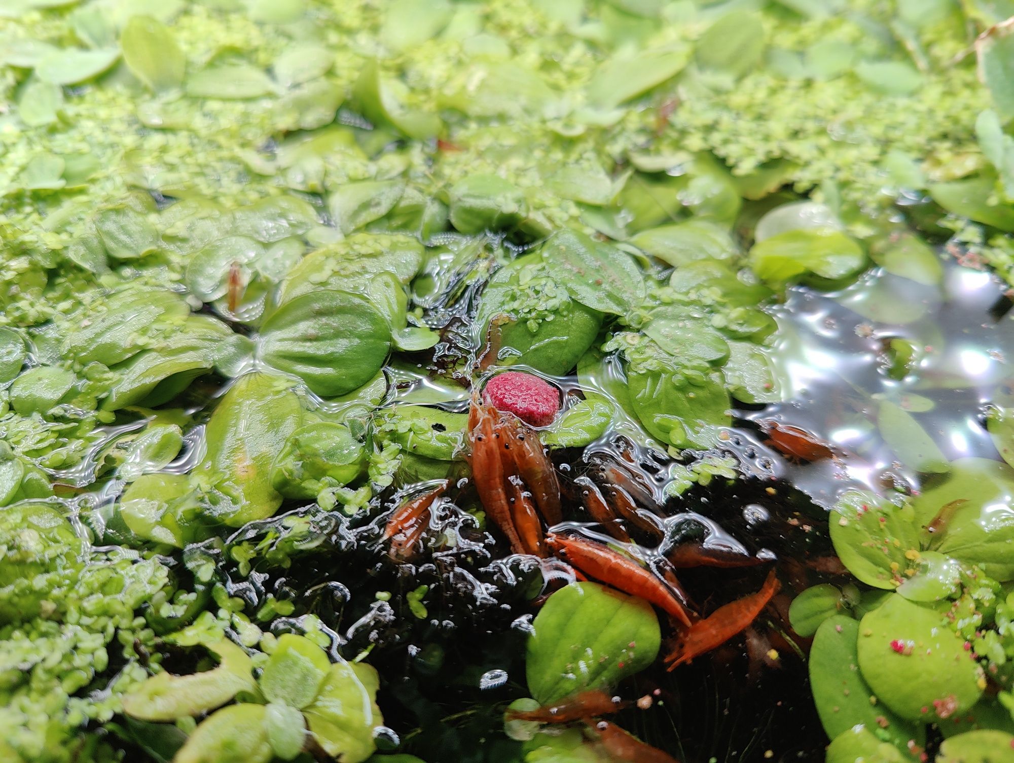 Plante naturale acvariu
