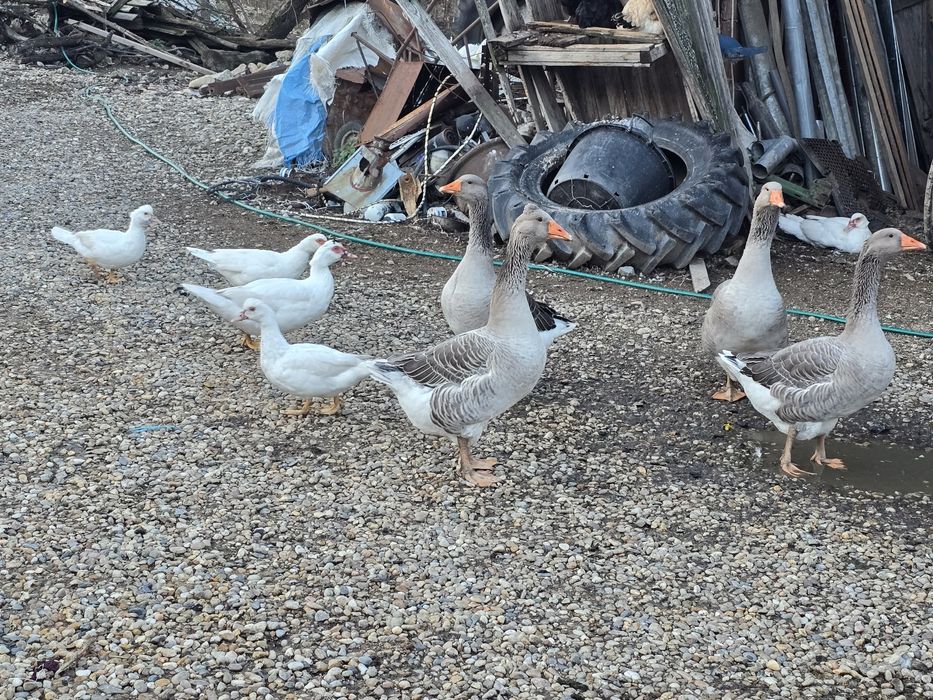 Vând rațe albe mute