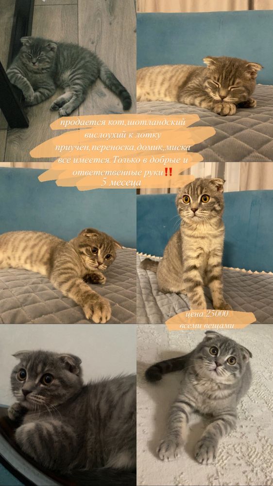 продается кот шотландский вислоухий