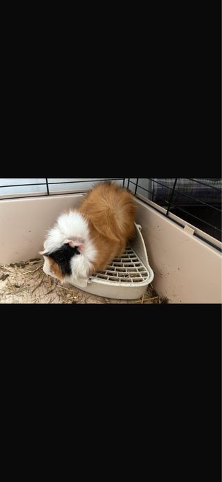 Морская свинка (самец 1, 5 года) ручной с клеткой и всем необходимым