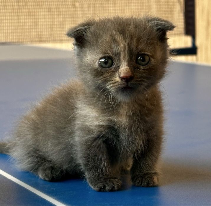 Манчкин Скоттиш фолд , коротколапый вислоухий котенок