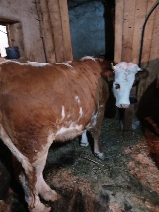 Vând juninca baltata