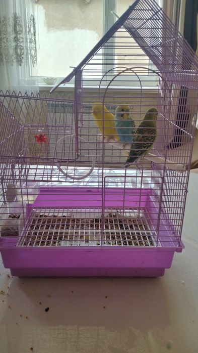 Папугай сатылады