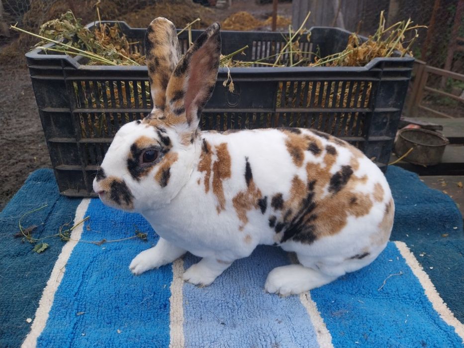 De vânzare iepurii ,