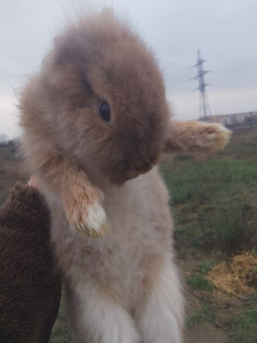 Vând iepuraș cap de leu