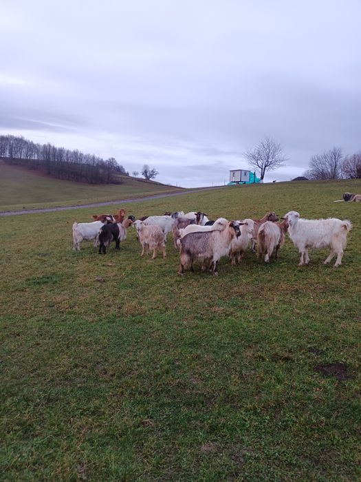 Vând capre gestante