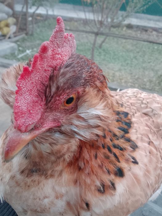 Yosh tovuq chilada inshaalloh tuxumga kiradi makiyon sogʻlom