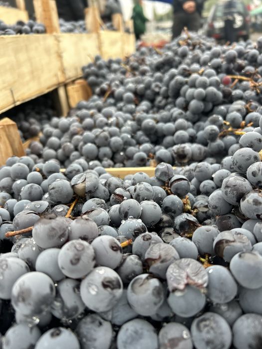 Struguri de vin
