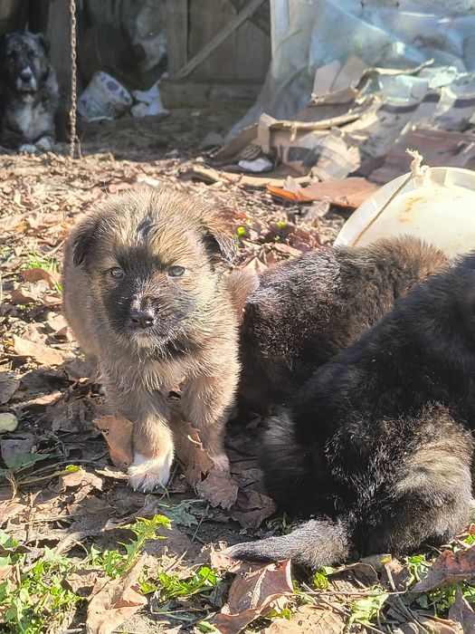 Pui de Alabai Ciobanesc Asia Centrala