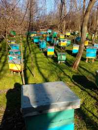 Vand 50 familii de albine