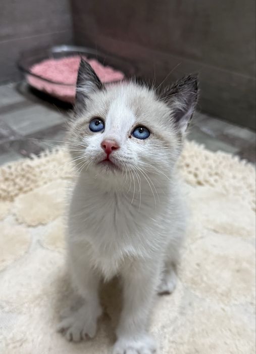 Котенок ищет дом