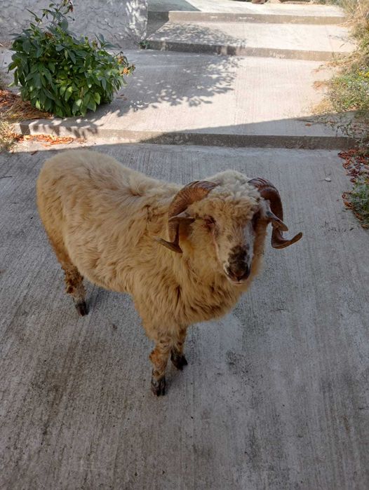 Schimb berbec cu doi miei