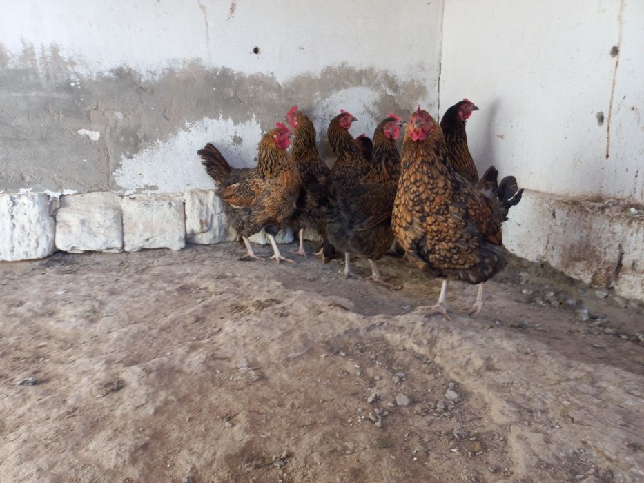 Ситцевый тауыктар сатылады