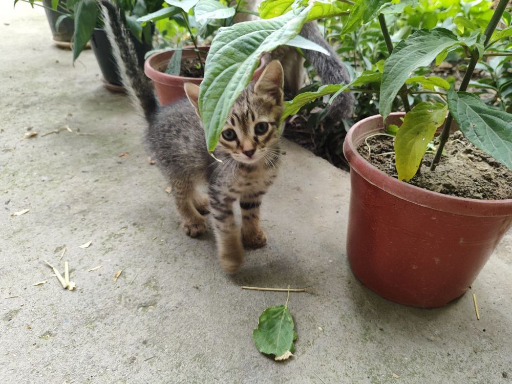 БЕСПЛАТНО домашние котята