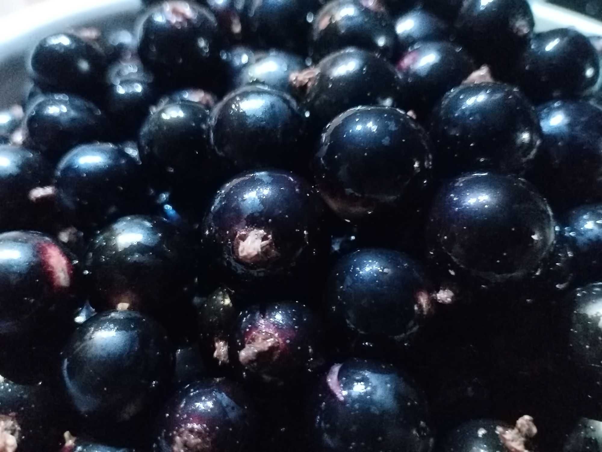 Черная смородина очень крупная