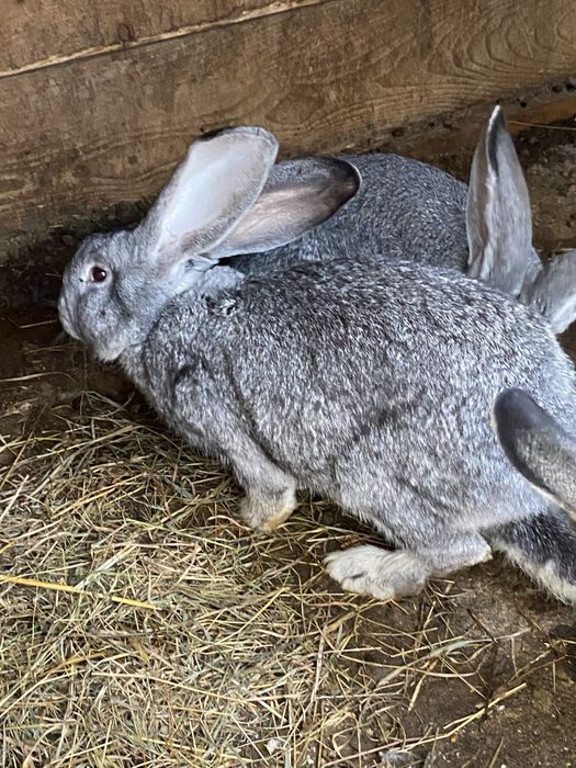 Masculi Urias German