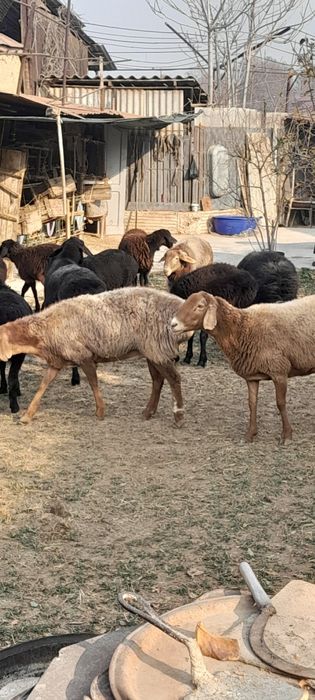 Бугоз куйлар сотилади