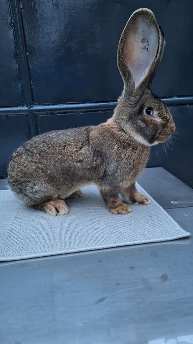 Mascul urias german gri