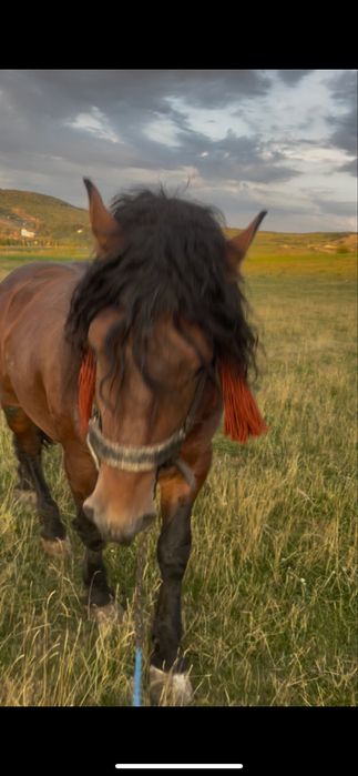 De vânzare  armăsar de 2 ani si 6 luni !