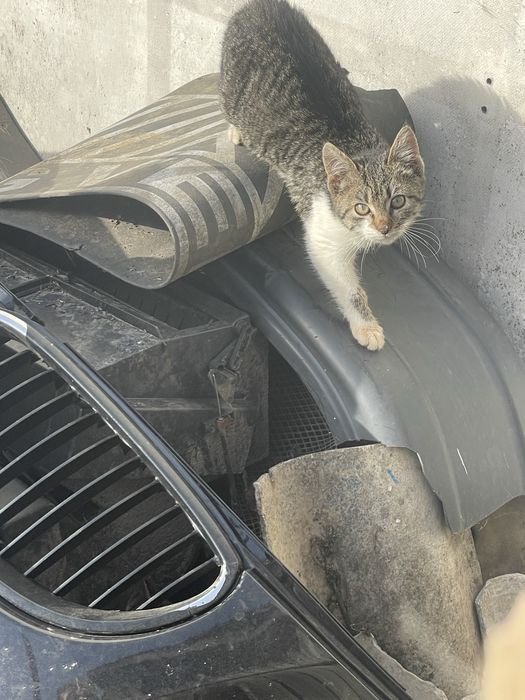 donez 5 pisoi de o luna