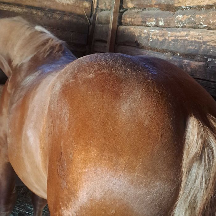 Vand manz de un an si cinci luni