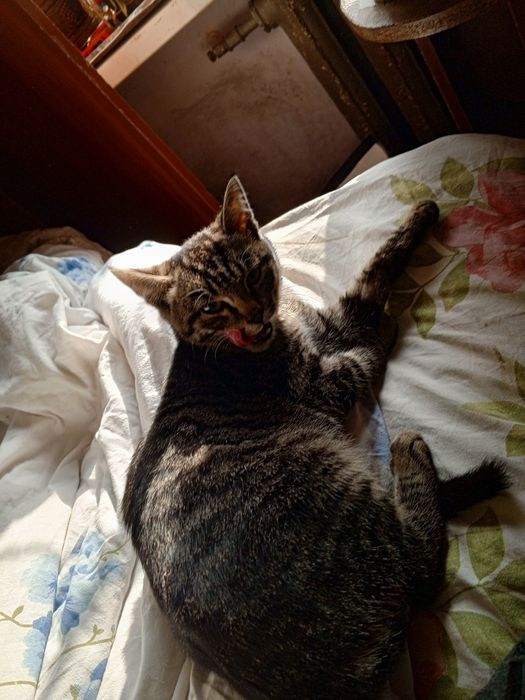 Котенок отдам бесплатно