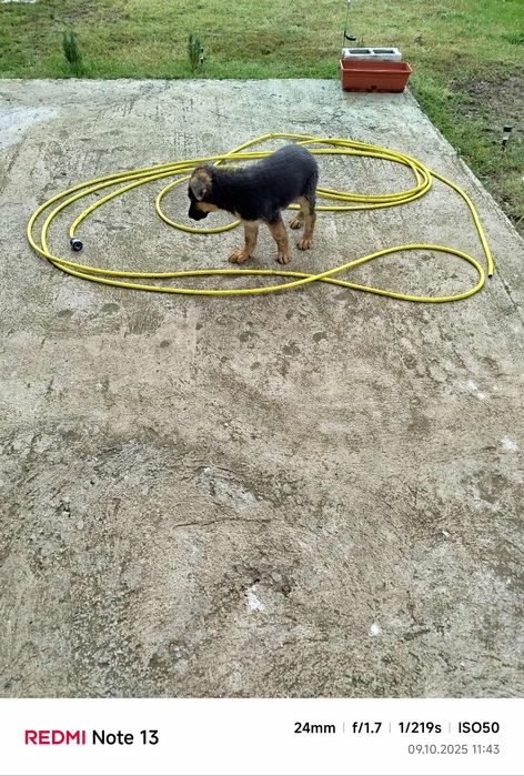 Немска овчарка на 3 месеца