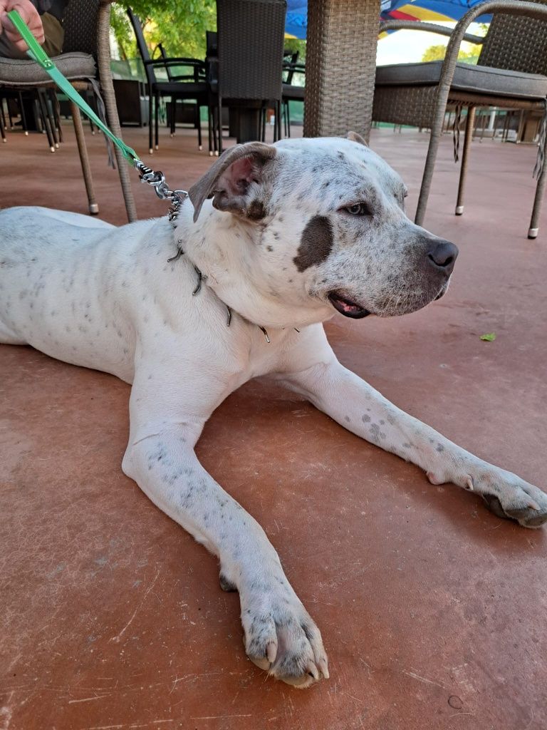 American Bully de vânzare