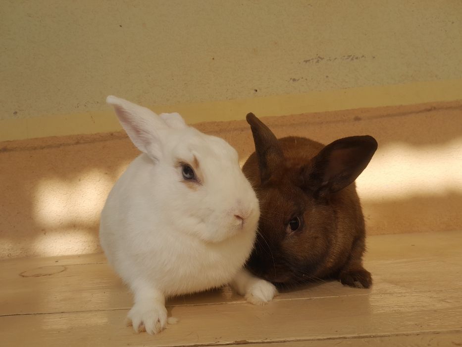 Quyon karik 1.5 yosh