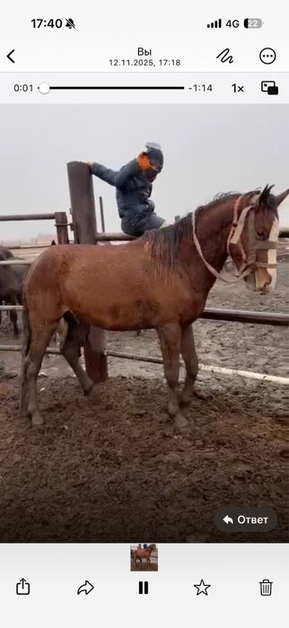 Продам лошадь(каражар)