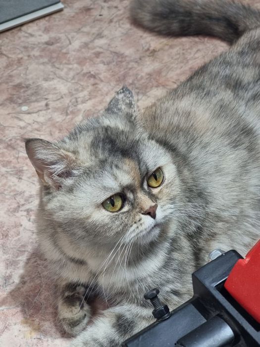 Британская кошка бесплатно