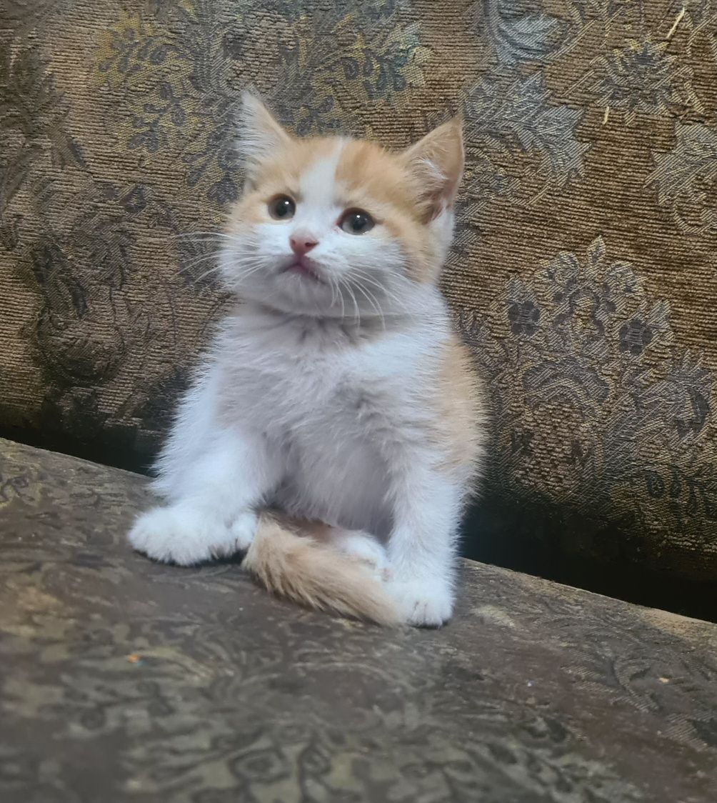 Продаётся кошечка