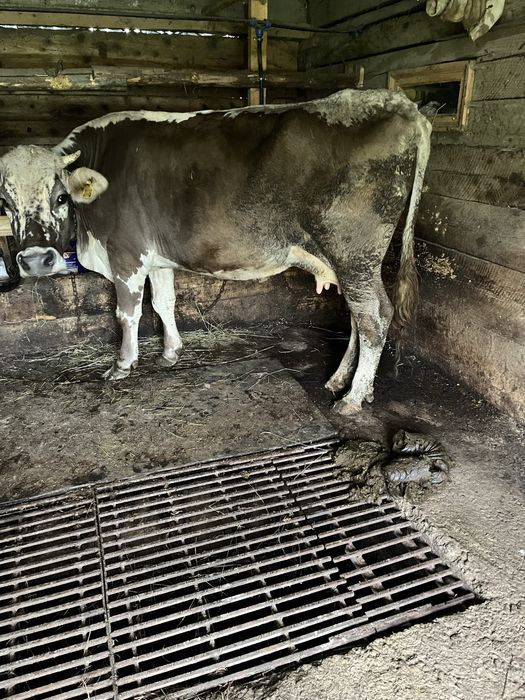 Vind vaca gestanta in 7 luni