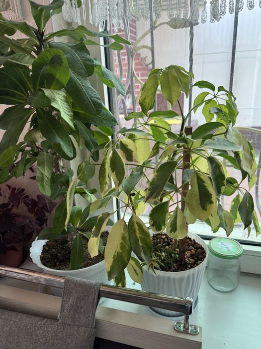 Продаються комнатные цветы