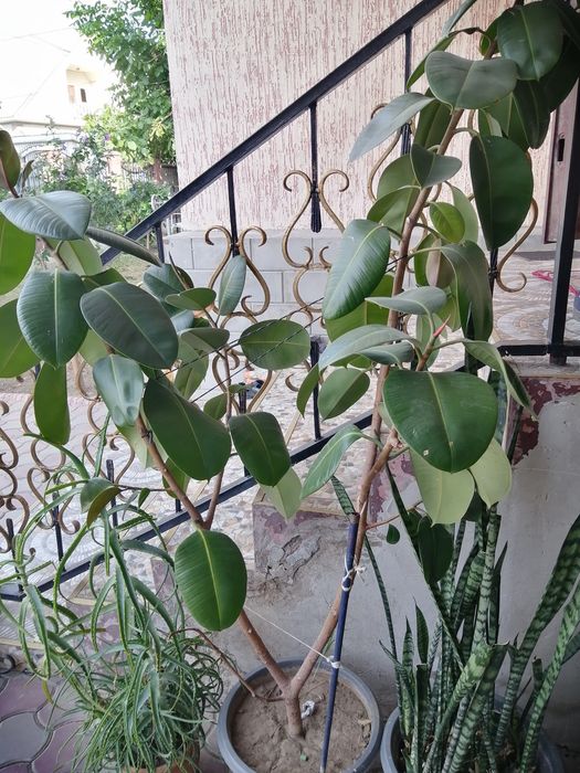 Продам домашние цветы срочно