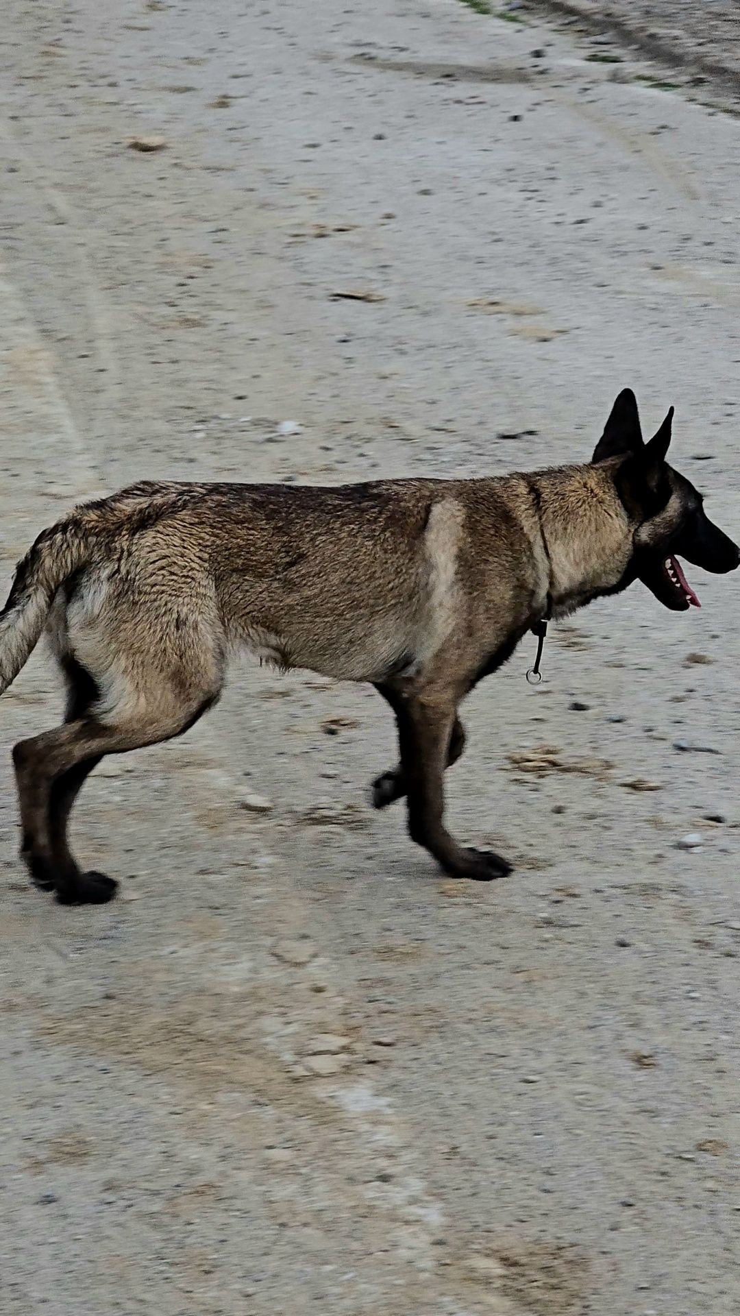 Ciobănesc Belgian malinois femela