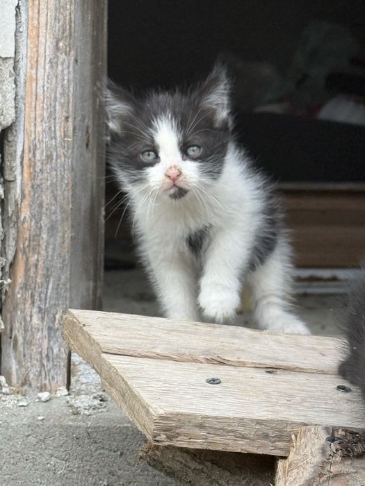 Pisici pentru adoptie - 1 luna jumate