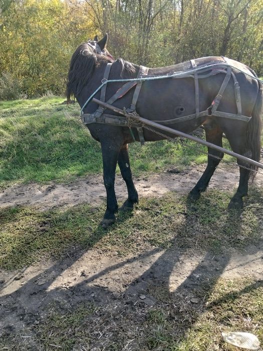 cal de vanzare  sau  variante