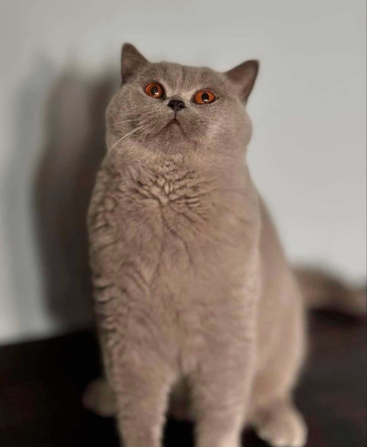 Британски котета породисти