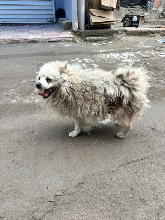 Подарявам Померан Мъжко на 2г