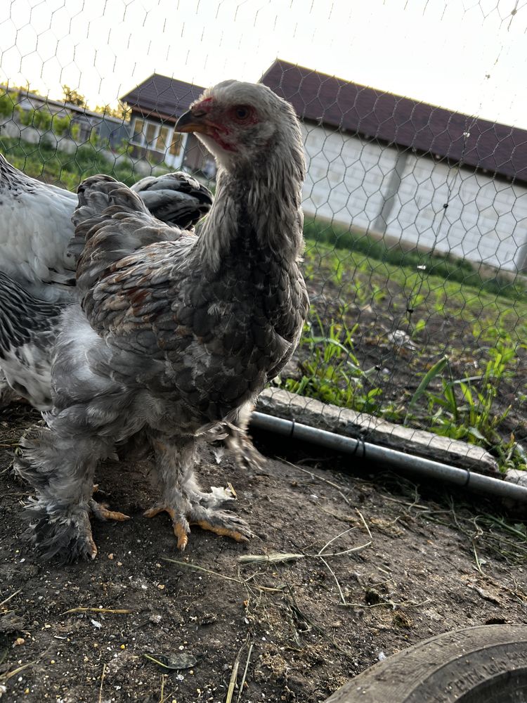 Pui brahma si sussex