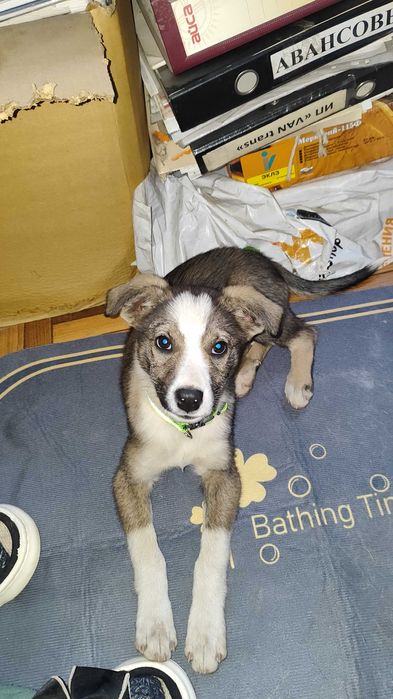 Отдам бесплатно в добрые руки