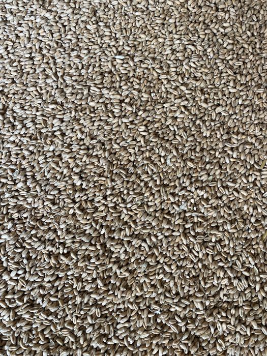 Vand grau recolta 2025