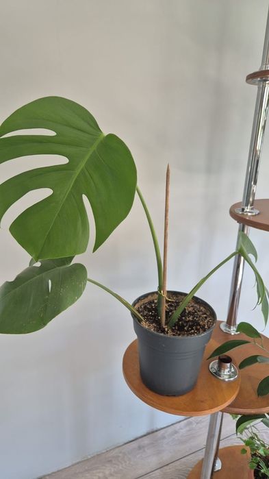 Монстера деликатесная