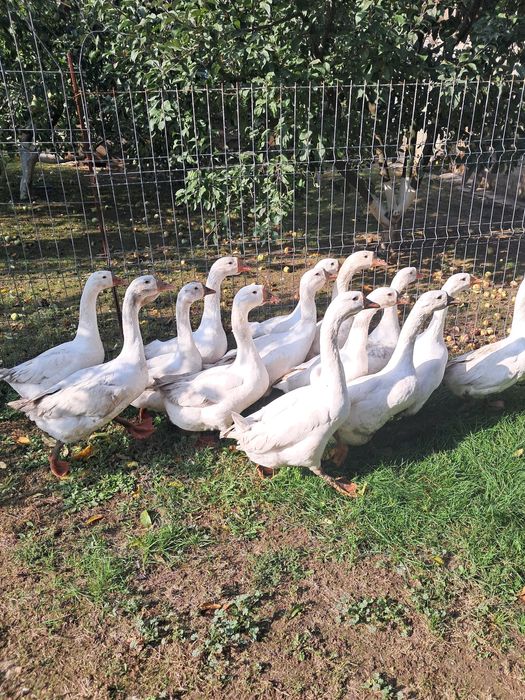 Vând gâște și găini de mătase japoneză