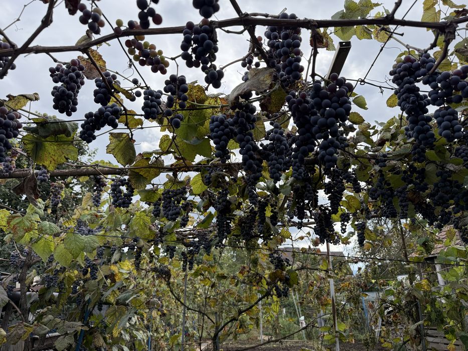 Vand struguri negri