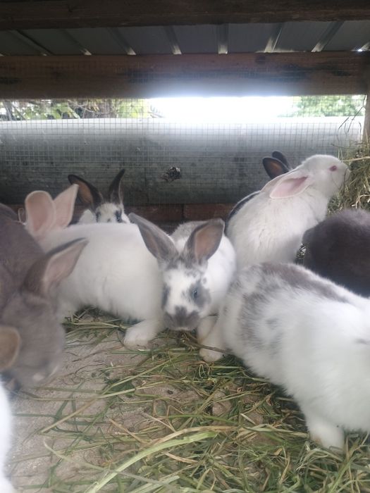 Disponibili Iepuri de casa